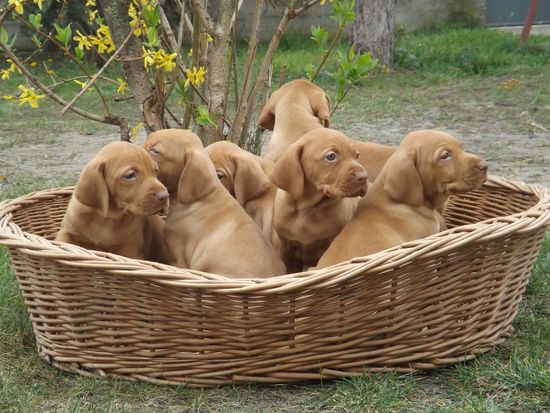Kurzhaar Vizsla Welpen 5 Wochen alt - Mutter: Luppa-Vadász Zsuzsó / Vater: Luppa-Vadász Piszke