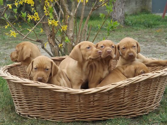 Kurzhaar Vizsla Welpen 5 Wochen alt - Mutter: Luppa-Vadász Zsuzsó / Vater: Luppa-Vadász Piszke