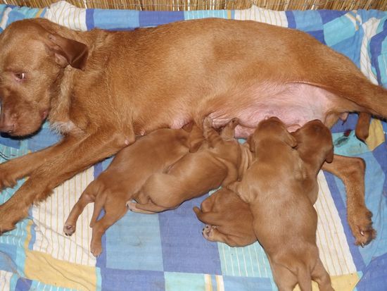 Magyar Vizsla Drahthaar Welpen vom Januar 2014