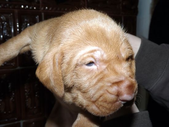 Magyar Vizsla Drahthaar Welpen vom Januar 2014