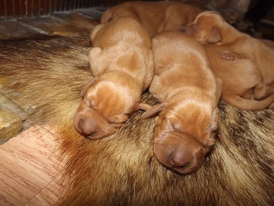 Wurf Januar 2015 Vizsla Welpen 4*Rüden 4*Hündinnen