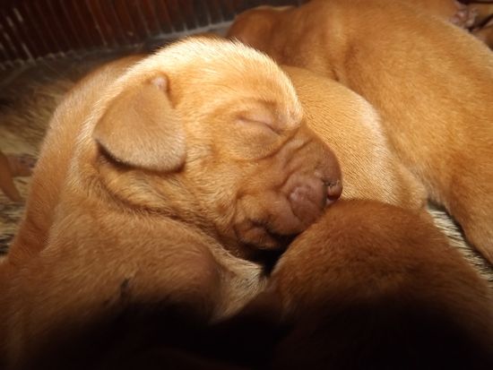 Wurf Januar 2015 Vizsla Welpen 4*Rüden 4*Hündinnen