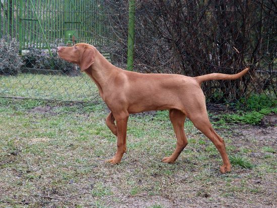 Kurzhaar Vizsla Hündin 6 Monate