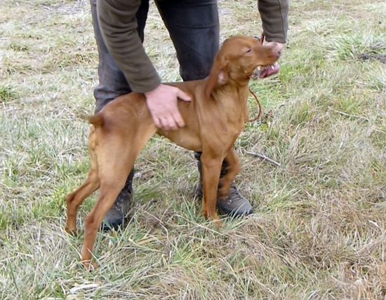 Kurzhaar Vizsla Hündin 21 Monate