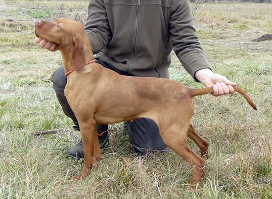 Kurzhaar Vizsla Hündin 21 Monate