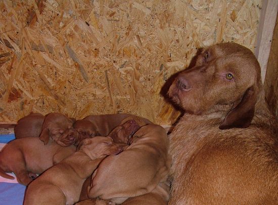 Vizsla Drahthaar Welpen - Wurf vom 23.01.2012 6 Rüden und 3 Hündinnen