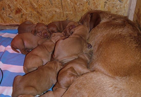 Vizsla Drahthaar Welpen - Wurf vom 23.01.2012 6 Rüden und 3 Hündinnen
