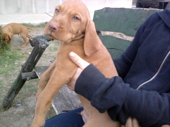 Vizsla Drahthaar Welpen - Wurf vom 23.01.2012 dies ist der letzte Rüde, der noch frei ist.
