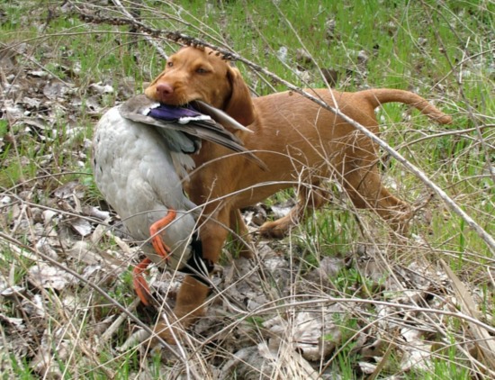 Vizsla Drahthaar Welpen - Wurf vom 23.01.2012 dies ist der letzte Rüde, der noch frei ist.