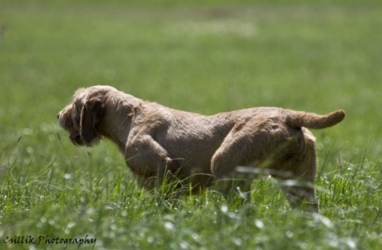 Magyar Vizsla Drahthaar Welpen Wurferwartung Juni 2012