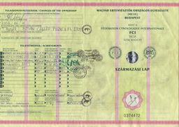Staumbaum Deckrüde Alcsi Gergö Rückseite
