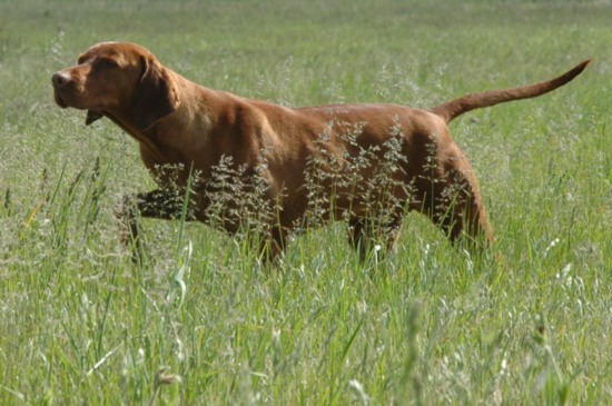 Magyar Vizsla