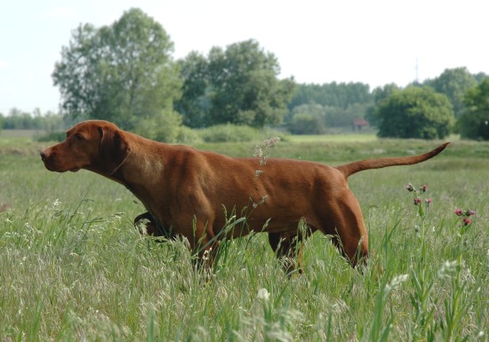 Deckrüde Bátor