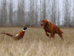 Magyar Vizsla - Fasanenjagd