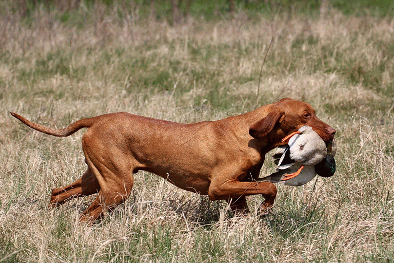 Magyar Vizsla Rüde Fityo