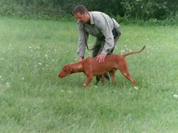 Magyar Vizsla - Hundeausbildung