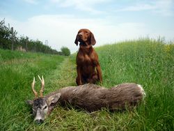 Magyar Vizsla - Erfolgreiche Jagd