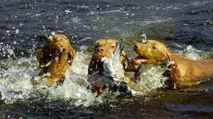 Jagd mit dem Magyar Vizsla