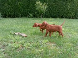 Magyar Vizsla - Test Jagdinstinkt