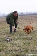 Junghunde Ausbildung ungarischer Vizsla Drahthaar-Welpe