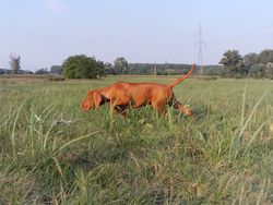 Kurzhaar Magyar Vizsla Rüde (gew.19.05.2010)