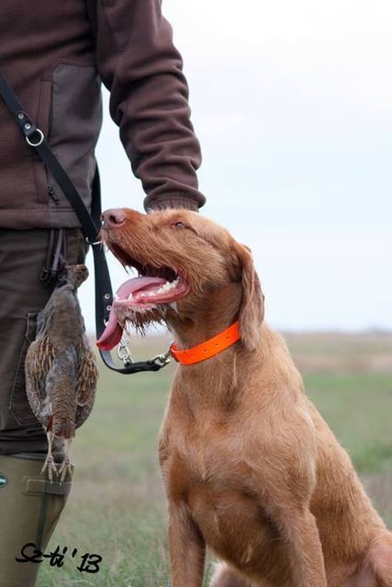 Wurf Mai 2015 Vizsla Drahthaar Welpen - Vater MEZŐFŐLDI-KAJTATÓ BÁRÓ