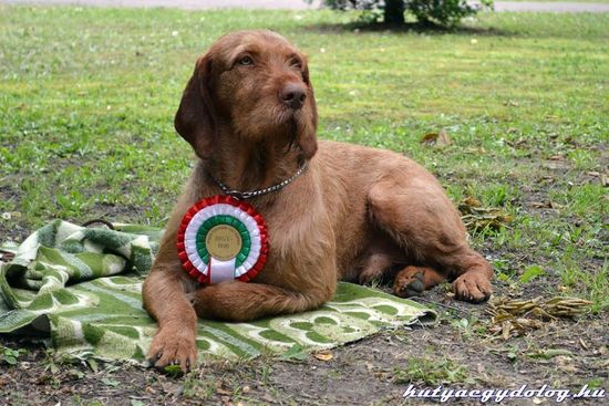 Wurf Mai 2015 Vizsla Drahthaar Welpen - Vater MEZŐFŐLDI-KAJTATÓ BÁRÓ