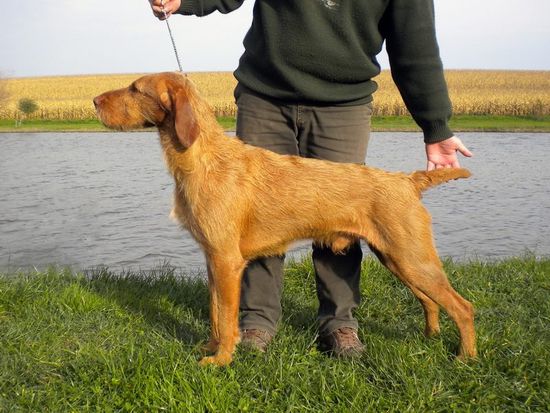 Wurf Mai 2015 Vizsla Drahthaar Welpen - Vater MEZŐFŐLDI-KAJTATÓ BÁRÓ