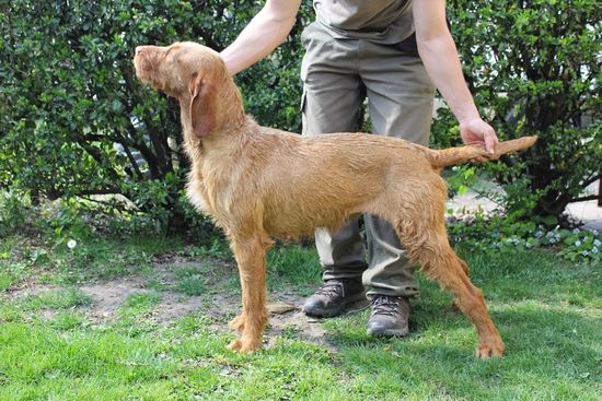 Wurf Mai 2015 Vizsla Drahthaar Welpen - Mutter NAGYALFŐLDI-VADÁSZ JENCI