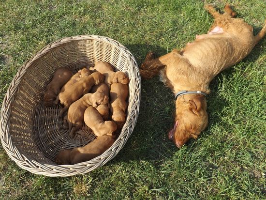 Wurf Mai 2015 Vizsla Drahthaar Welpen