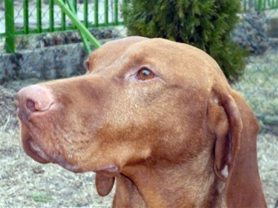 Vizsla Deckrüde Pajkos