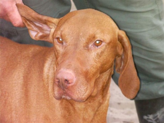 Vizsla Deckrüde Pajkos