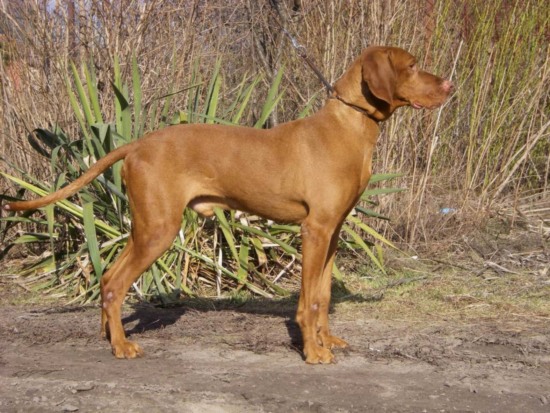 Vizsla Deckrüde Pajkos