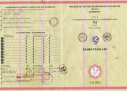 Staumbaum Vizsla Deckrüde Pajkos Rückseite