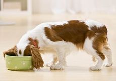 große Auswahl Reico Hundefutter für Ihren Liebling