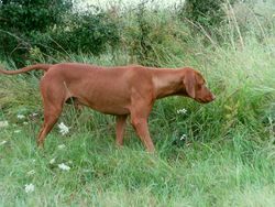 Magyar Vizsla - Spürhund auf der Suche