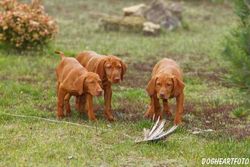 Magyar Vizsla - Training Welpen Jagdinstinkt