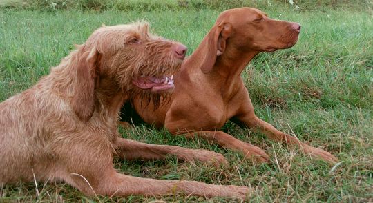 Magyar Vizsla - Ungarischen Vorstehhund